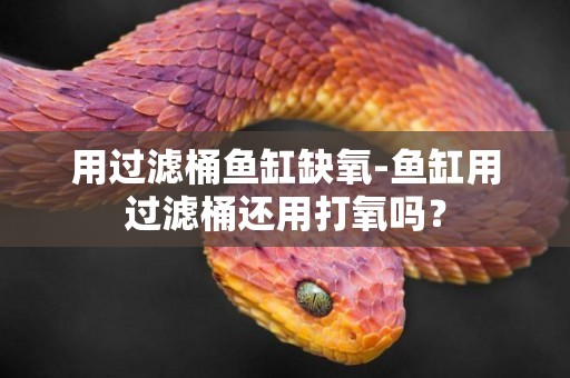 用過濾桶魚缸缺氧-魚缸用過濾桶還用打氧嗎？