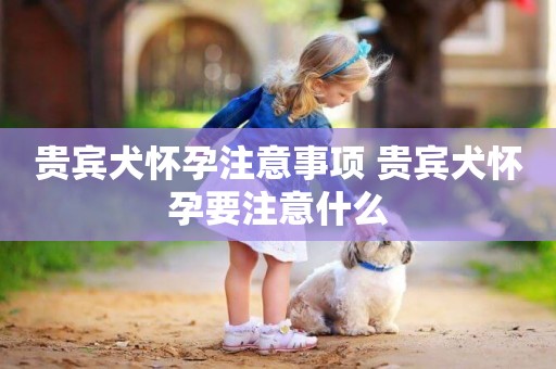 貴賓犬懷孕注意事項 貴賓犬懷孕要注意什么