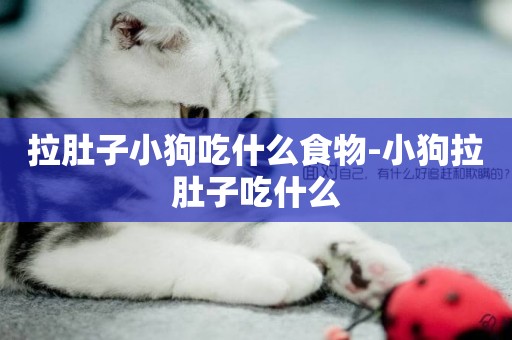 拉肚子小狗吃什么食物-小狗拉肚子吃什么
