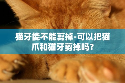 貓牙能不能剪掉-可以把貓爪和貓牙剪掉嗎？