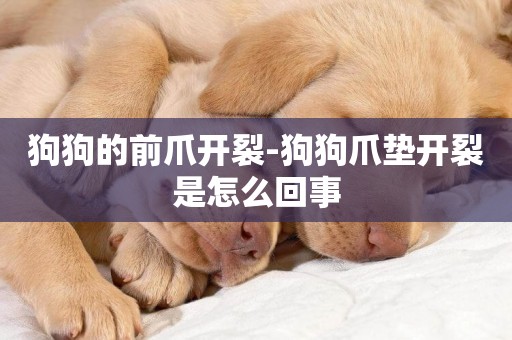 狗狗的前爪開裂-狗狗爪墊開裂是怎么回事