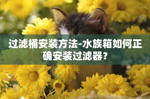 過濾桶安裝方法-水族箱如何正確安裝過濾器？