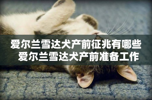 愛爾蘭雪達犬產前征兆有哪些  愛爾蘭雪達犬產前準備工作