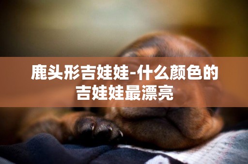 鹿頭形吉娃娃-什么顏色的吉娃娃最漂亮