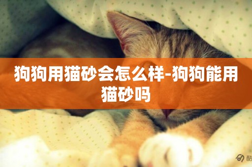 狗狗用貓砂會怎么樣-狗狗能用貓砂嗎