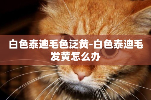 白色泰迪毛色泛黃-白色泰迪毛發黃怎么辦