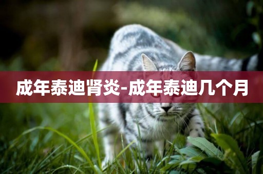 成年泰迪腎炎-成年泰迪幾個月