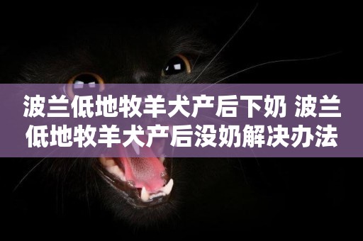 波蘭低地牧羊犬產后下奶 波蘭低地牧羊犬產后沒奶解決辦法
