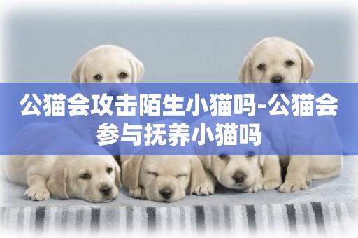 公貓會攻擊陌生小貓嗎-公貓會參與撫養小貓嗎