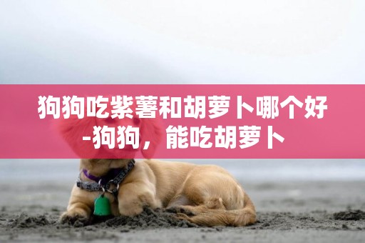 狗狗吃紫薯和胡蘿卜哪個好-狗狗，能吃胡蘿卜
