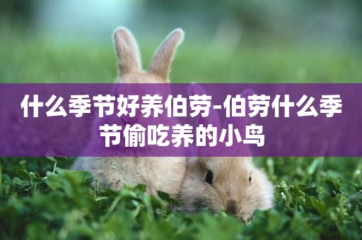 什么季節好養伯勞-伯勞什么季節偷吃養的小鳥