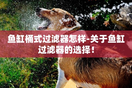 魚缸桶式過濾器怎樣-關于魚缸過濾器的選擇！