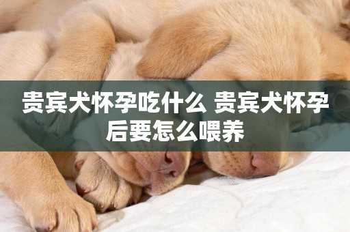 貴賓犬懷孕吃什么 貴賓犬懷孕后要怎么喂養
