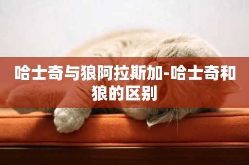 哈士奇與狼阿拉斯加-哈士奇和狼的區別