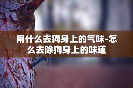 用什么去狗身上的氣味-怎么去除狗身上的味道
