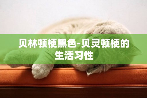 貝林頓梗黑色-貝靈頓梗的生活習性