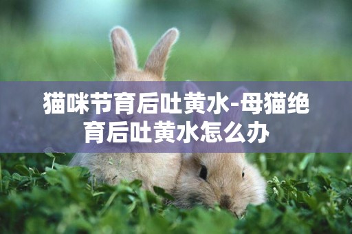 貓咪節育后吐黃水-母貓絕育后吐黃水怎么辦