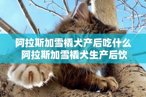 阿拉斯加雪橇犬產后吃什么 阿拉斯加雪橇犬生產后飲食介紹