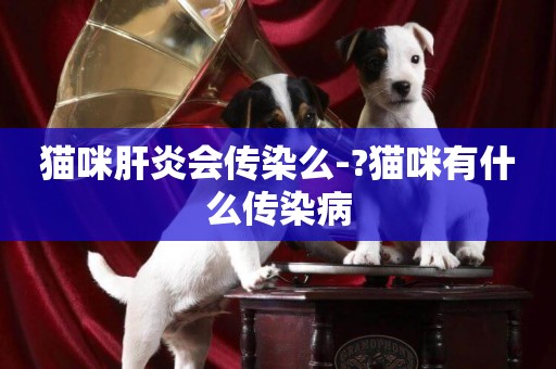 貓咪肝炎會傳染么-?貓咪有什么傳染病