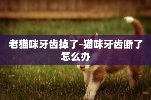 老貓咪牙齒掉了-貓咪牙齒斷了怎么辦