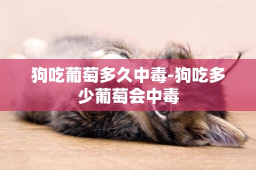 狗吃葡萄多久中毒-狗吃多少葡萄會中毒