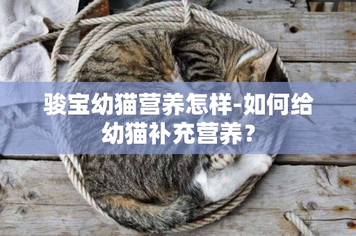 駿寶幼貓營養怎樣-如何給幼貓補充營養？