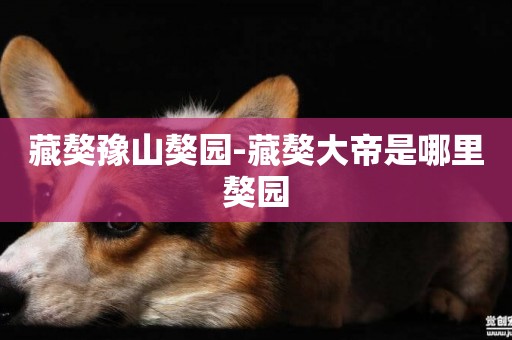 藏獒豫山獒園-藏獒大帝是哪里獒園