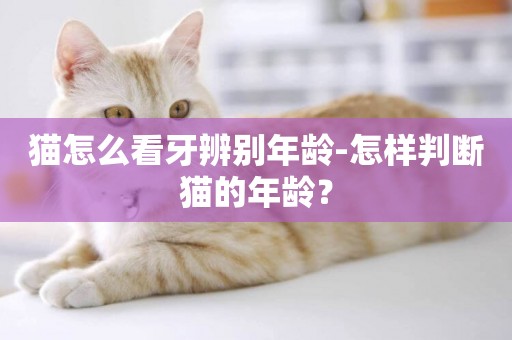 貓怎么看牙辨別年齡-怎樣判斷貓的年齡？