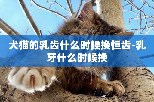 犬貓的乳齒什么時候換恒齒-乳牙什么時候換