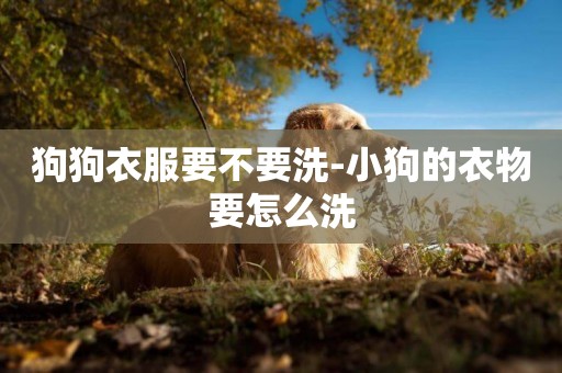 狗狗衣服要不要洗-小狗的衣物要怎么洗