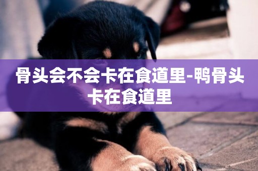 骨頭會不會卡在食道里-鴨骨頭卡在食道里