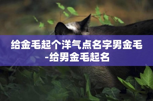 給金毛起個洋氣點名字男金毛-給男金毛起名