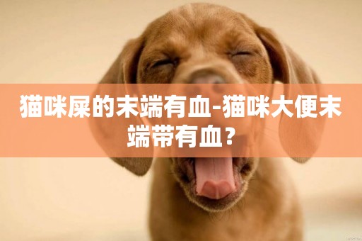 貓咪屎的末端有血-貓咪大便末端帶有血？