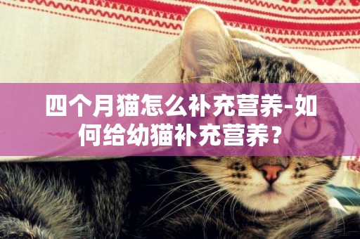 四個月貓怎么補充營養-如何給幼貓補充營養？