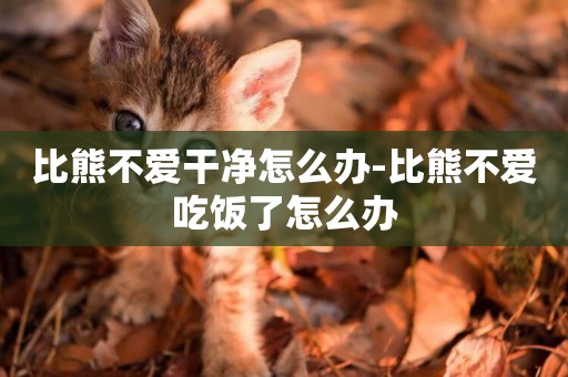 比熊不愛干凈怎么辦-比熊不愛吃飯了怎么辦