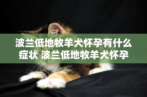 波蘭低地牧羊犬懷孕有什么癥狀 波蘭低地牧羊犬懷孕表現