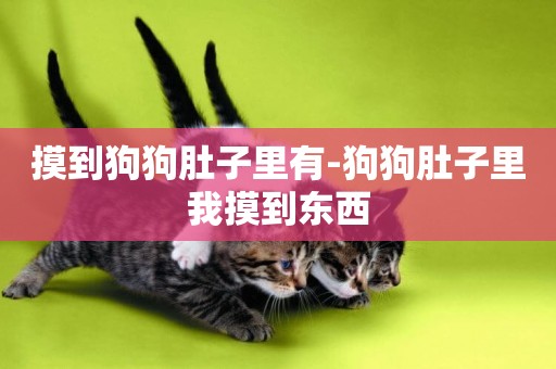 摸到狗狗肚子里有-狗狗肚子里我摸到東西