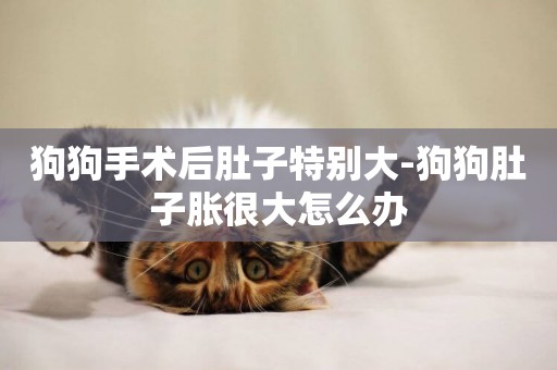 狗狗手術后肚子特別大-狗狗肚子脹很大怎么辦
