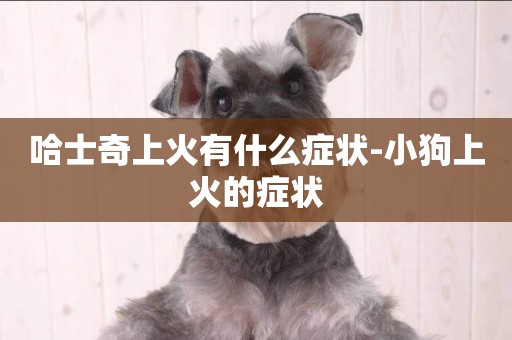 哈士奇上火有什么癥狀-小狗上火的癥狀