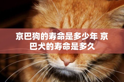 京巴狗的壽命是多少年 京巴犬的壽命是多久