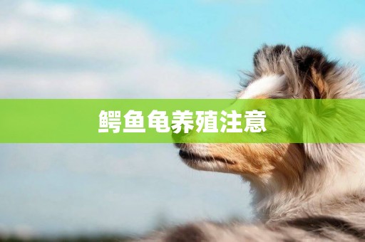 鱷魚龜養殖注意