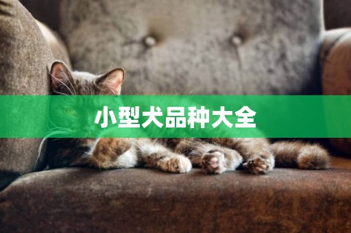 小型犬品種大全
