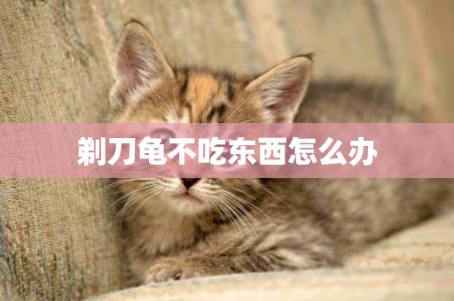 剃刀龜不吃東西怎么辦