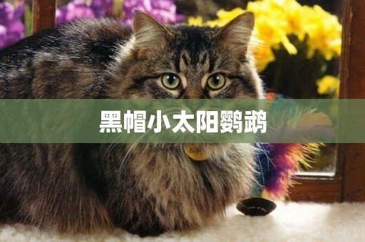 黑帽小太陽鸚鵡