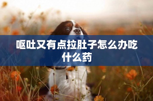 嘔吐又有點拉肚子怎么辦吃什么藥
