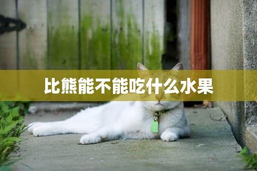 比熊能不能吃什么水果