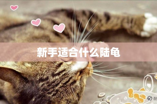 新手適合什么陸龜