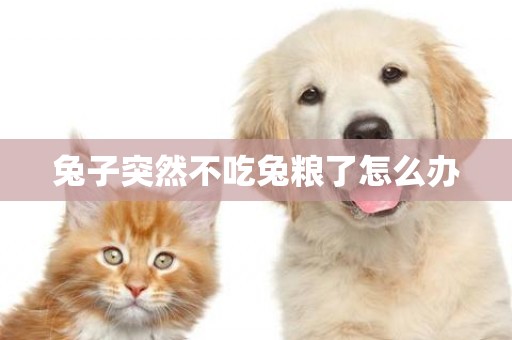 兔子突然不吃兔糧了怎么辦