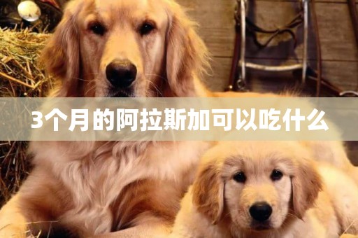 3個月的阿拉斯加可以吃什么