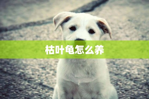 枯葉龜怎么養